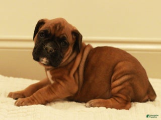 Boxer dogs Charles - Ad 12