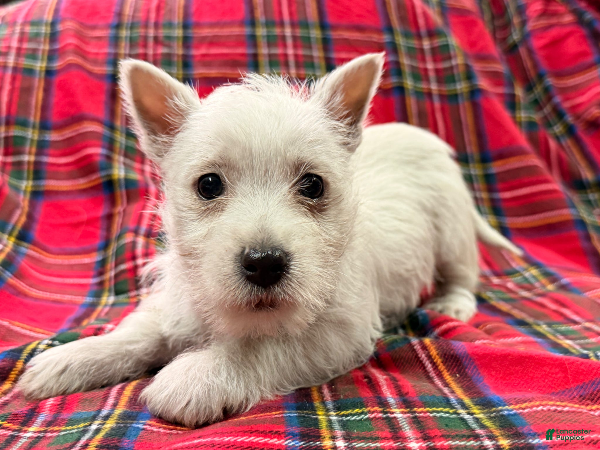 West Highland Terrier dogs for sale: Adysson - Ad 5