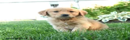 Golden Retriever dogs for sale: Sunny  - Ad 2