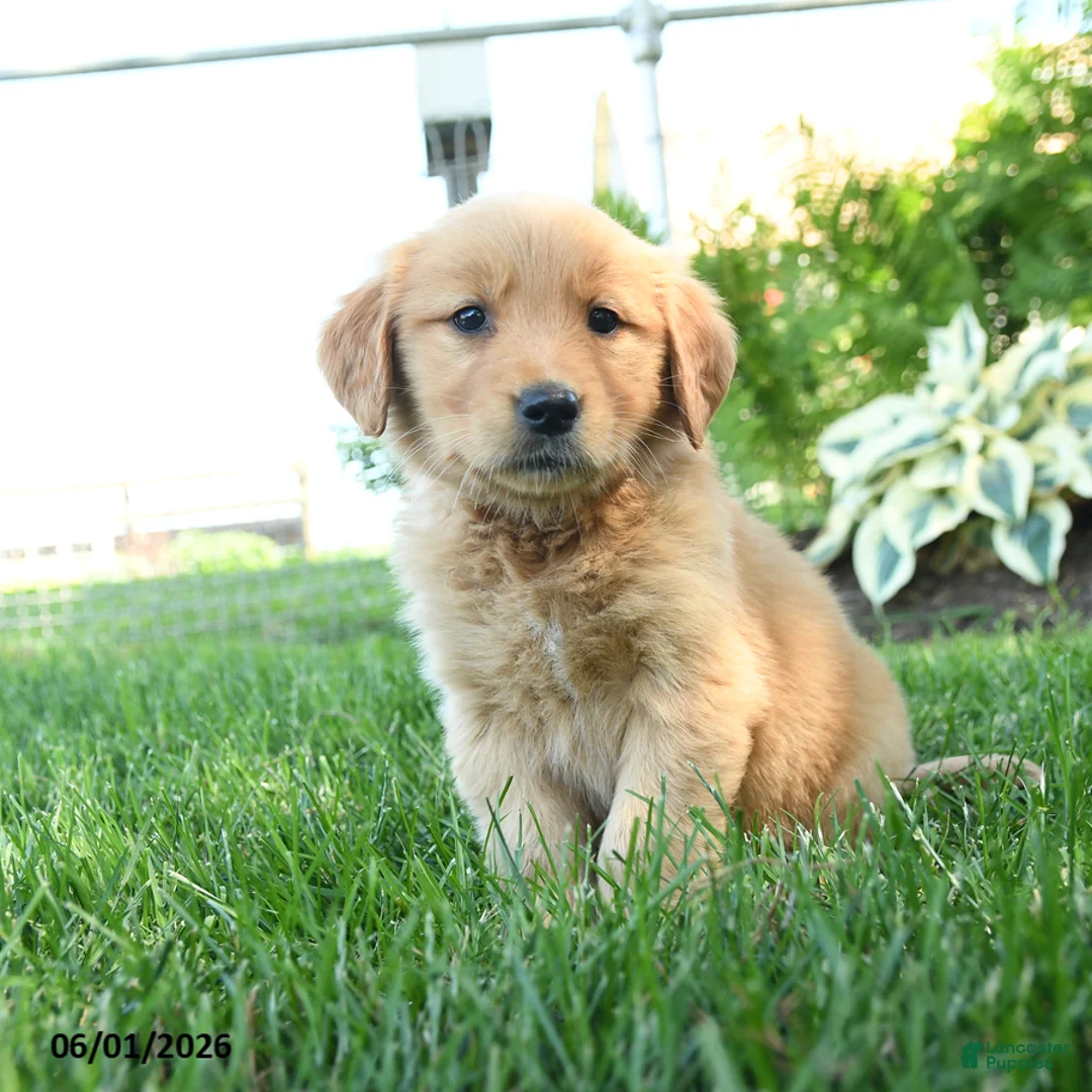 Golden Retriever dogs for sale: Sunny  - Ad 2