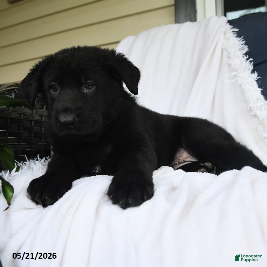 German Shepherd dogs Frieda - Ad 2