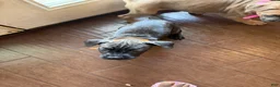 Cane Corso dogs for sale: Princess Jasmine - Ad 5