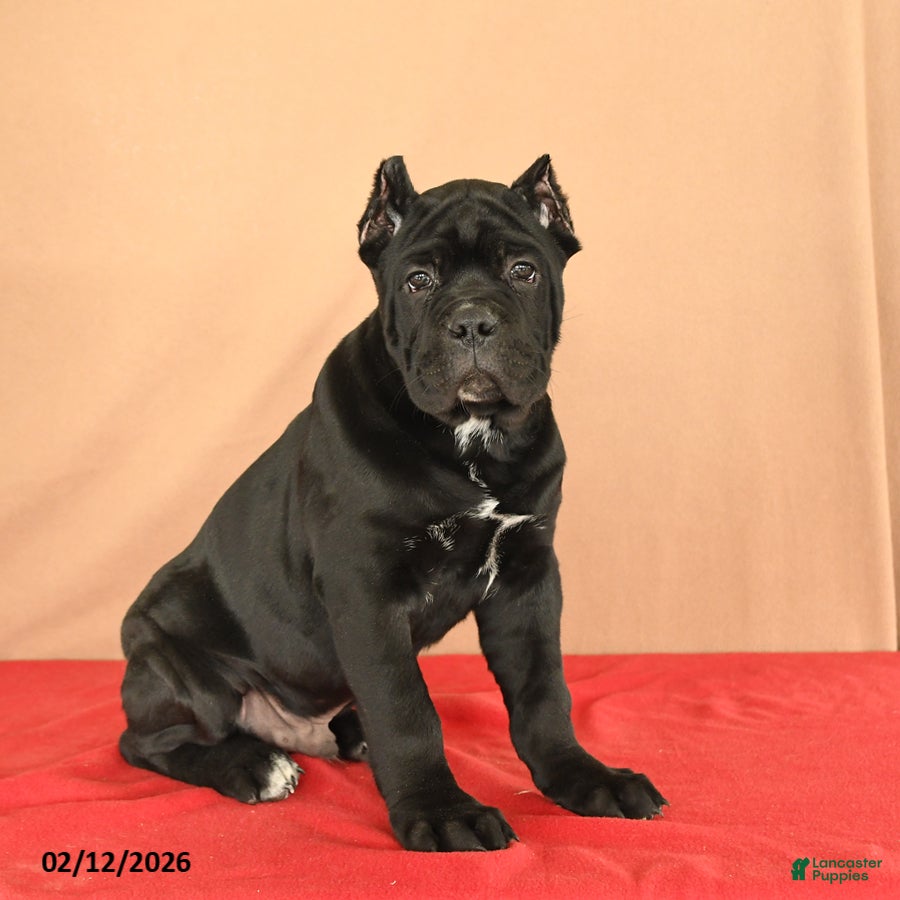Cane Corso dogs Monty - Ad 2