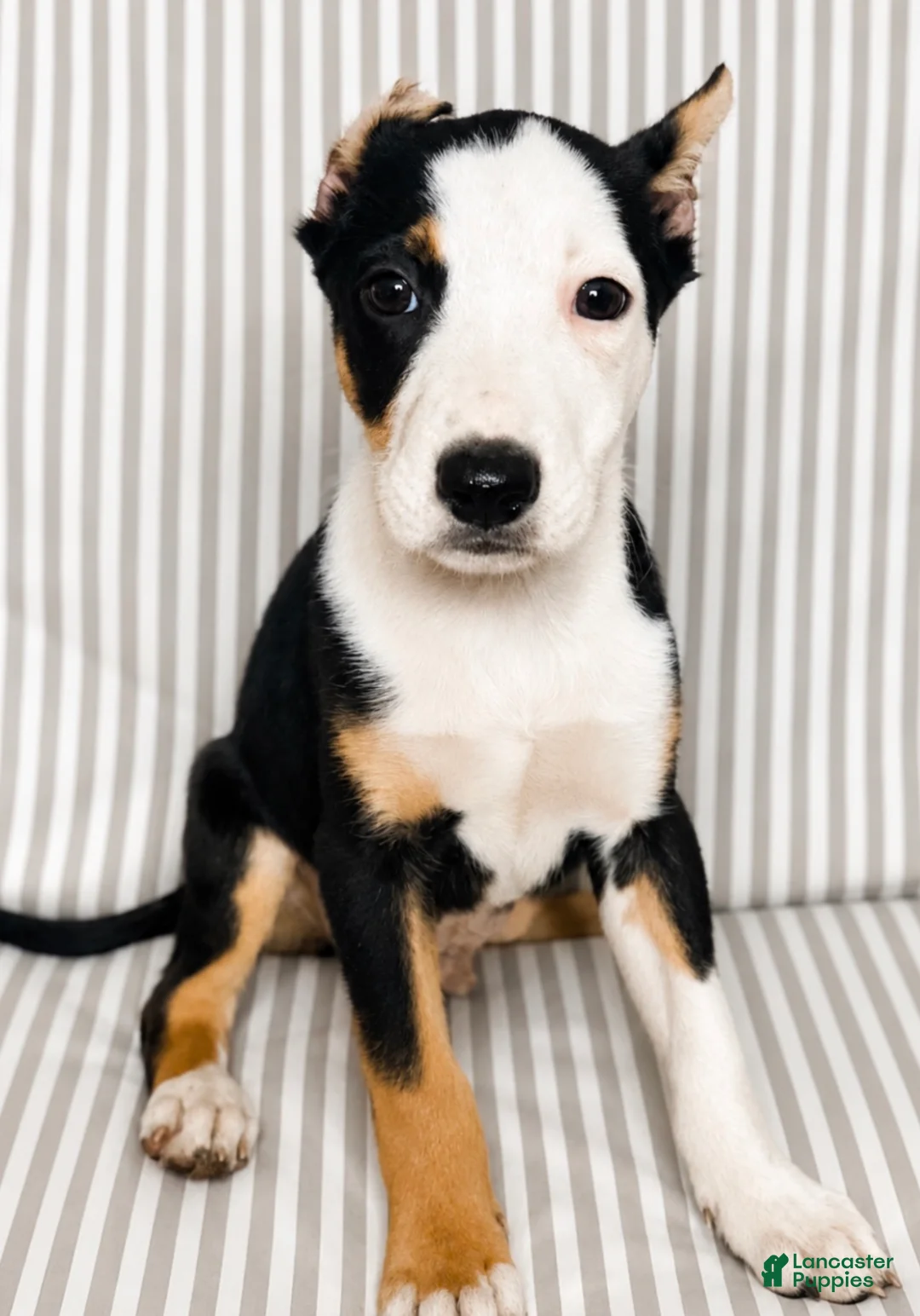 American Pit Bull Terrier dogs for sale: Vinny - Ad 2