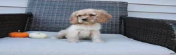 Cocker Spaniel dogs for sale: Autumn - Ad 4