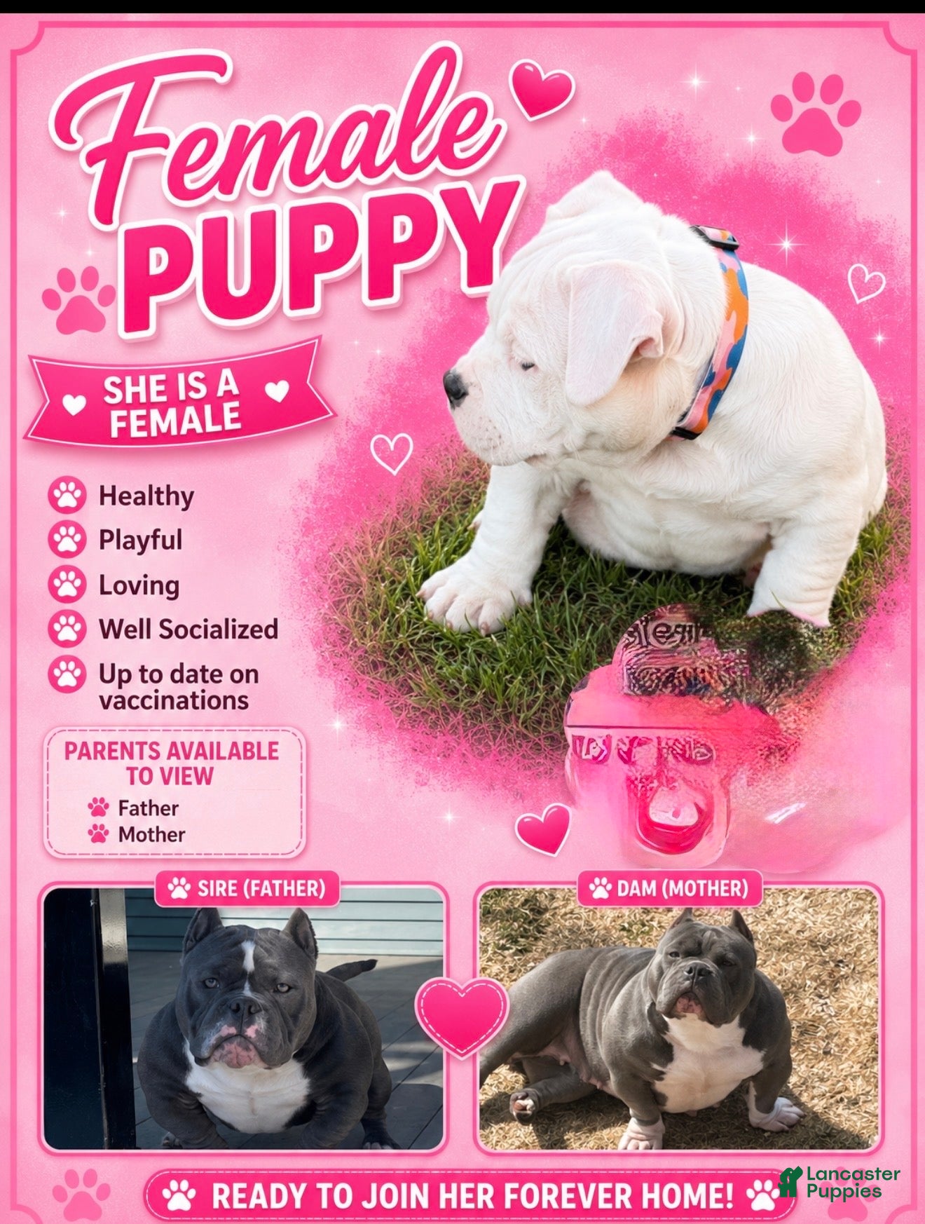 American Bulldog dogs American Bully  - Ad 19