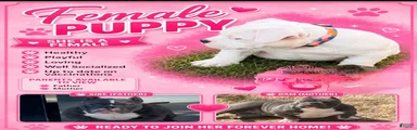 American Bully 