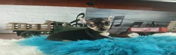 Chihuahua dogs for sale: Haleys blk and tan tiny boy. Hand Delivery  - Ad 2