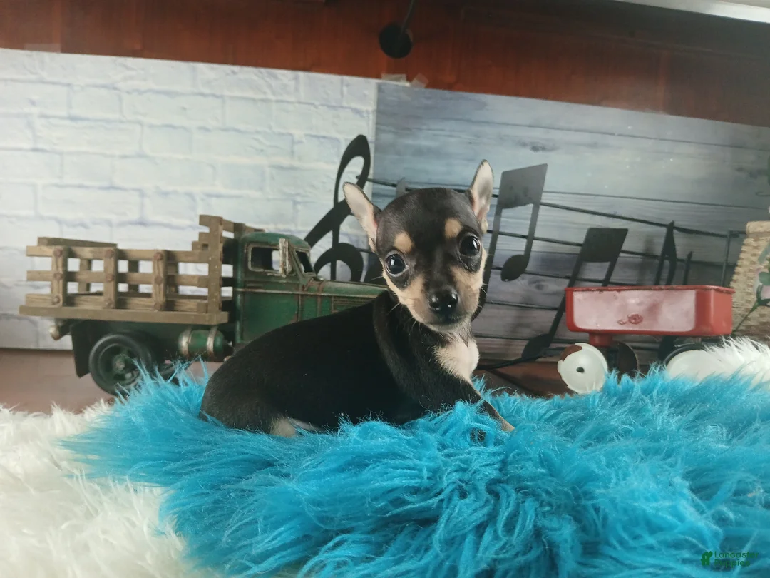 Chihuahua dogs for sale: Haleys blk and tan tiny boy. Hand Delivery  - Ad 2