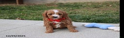 Cavapoo dogs for sale: Elliot - Ad 2