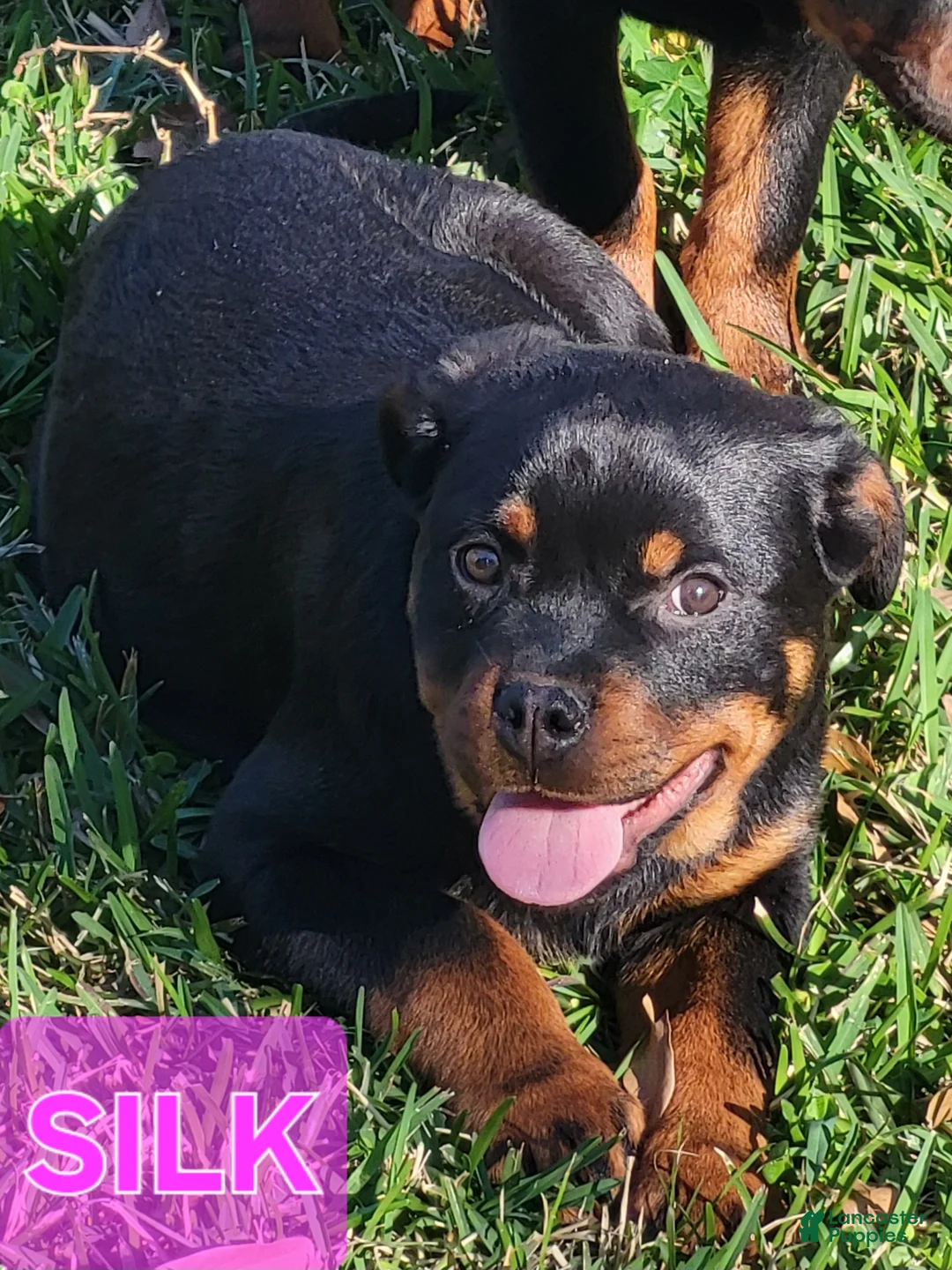 Rottweiler dogs for sale: Silk - Ad 6