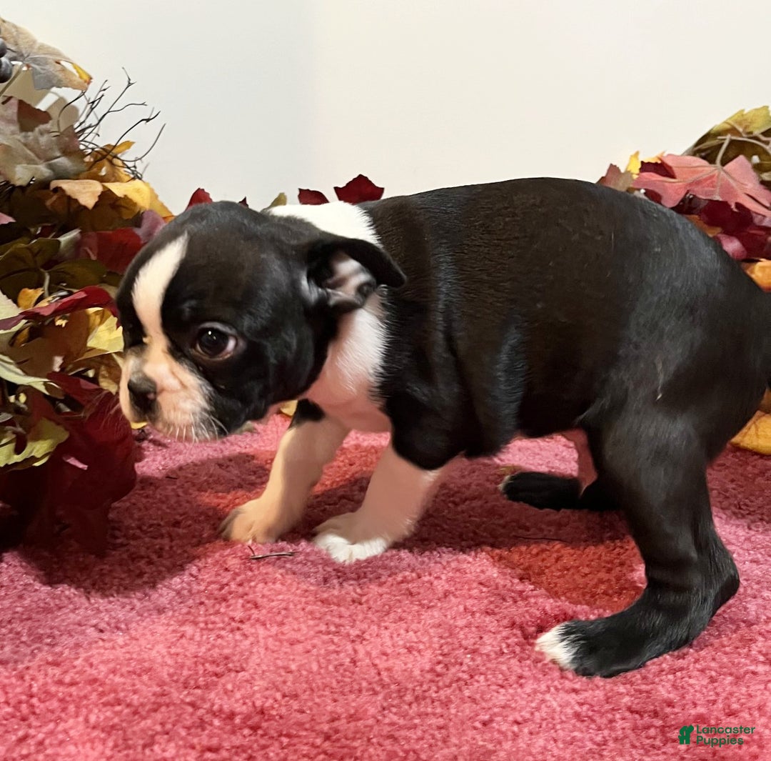 Boston Terrier dogs for sale: Buster - Ad 3