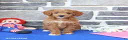 Mini Goldendoodle dogs for sale: Cora  - Ad 5