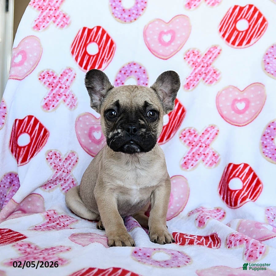 French Bulldog dogs Bruiser - Ad 18