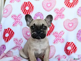 French Bulldog dogs Bruiser - Ad 18