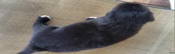 Australian Shepherd dogs for sale: Bluey - Ad 7