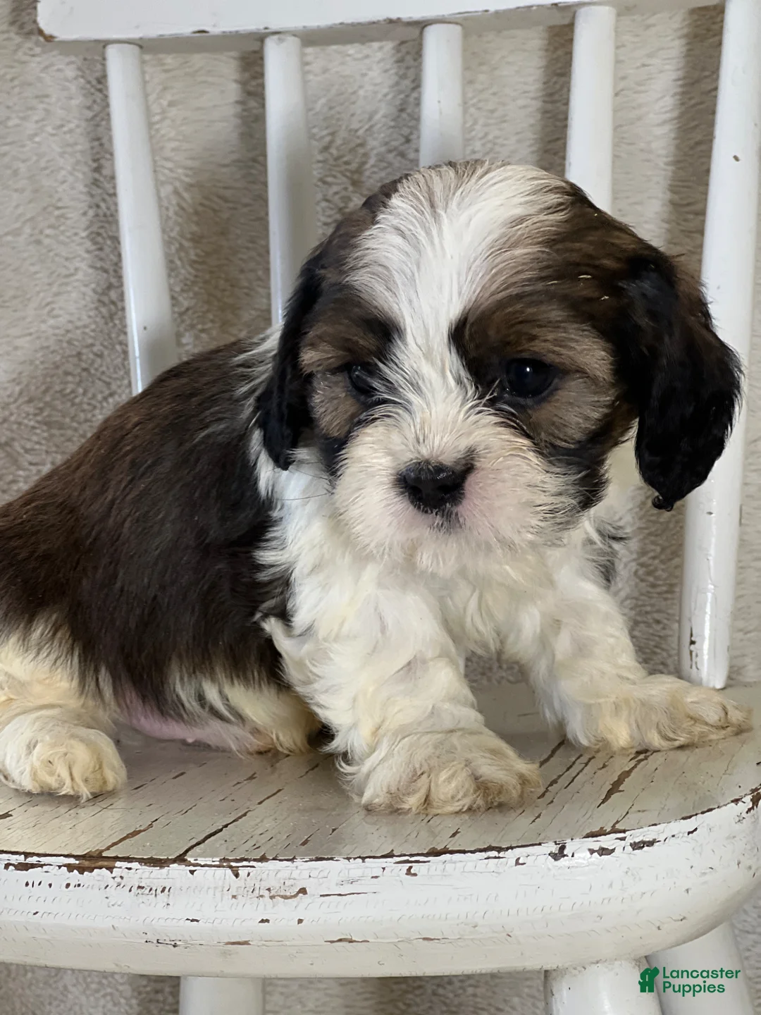 Mixed Breed dogs for sale: Westley - Ad 2