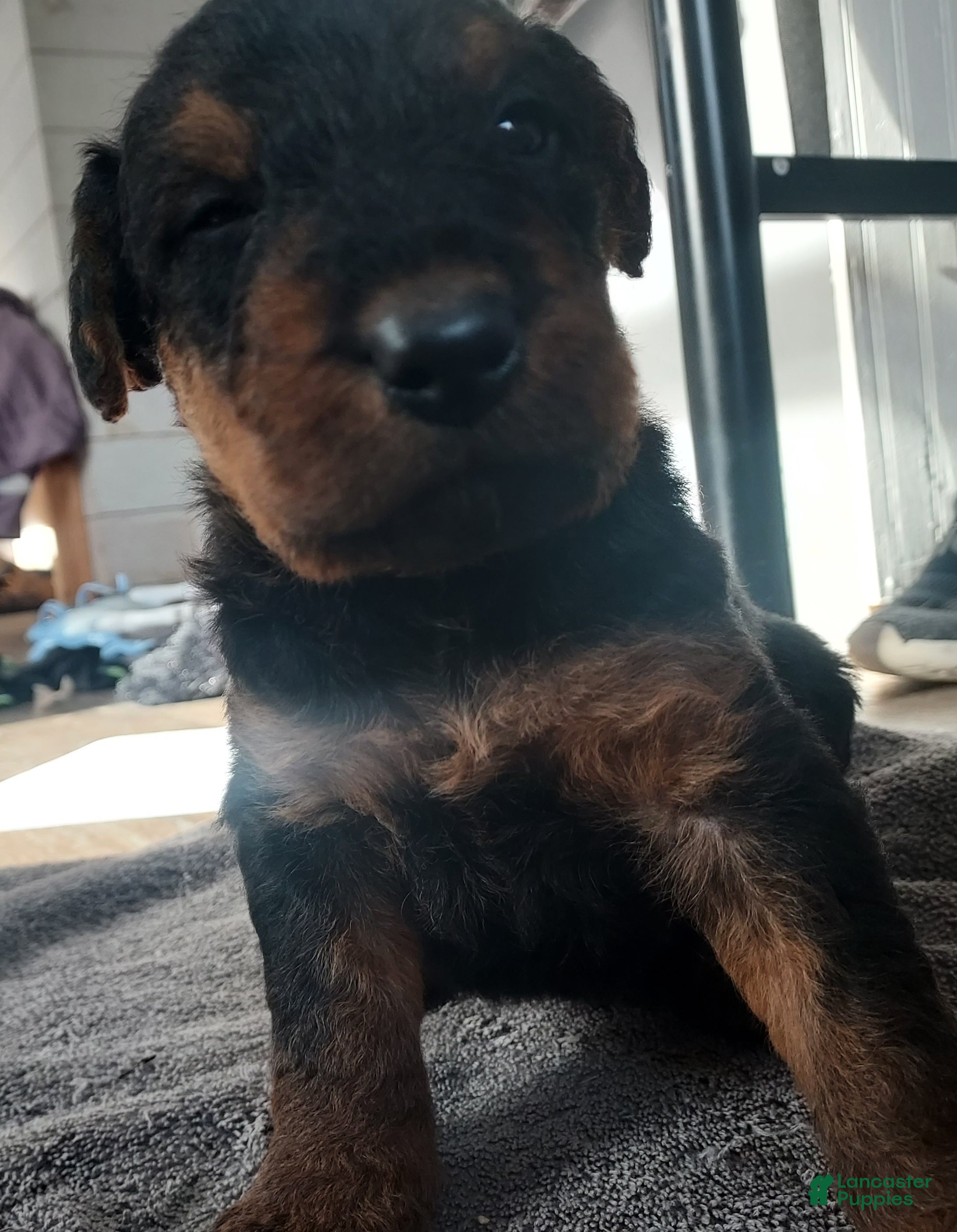Airedale Terrier dogs Airedale Terrier Puppy 4 - Ad 4
