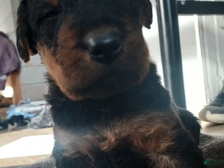 Airedale Terrier dogs Airedale Terrier Puppy 4 - Ad 4