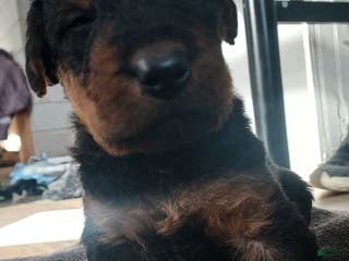 Airedale Terrier dogs Airedale Terrier Puppy 4 - Ad 4