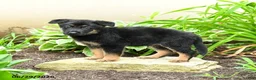 German Shepherd dogs for sale: Kristian - Ad 5