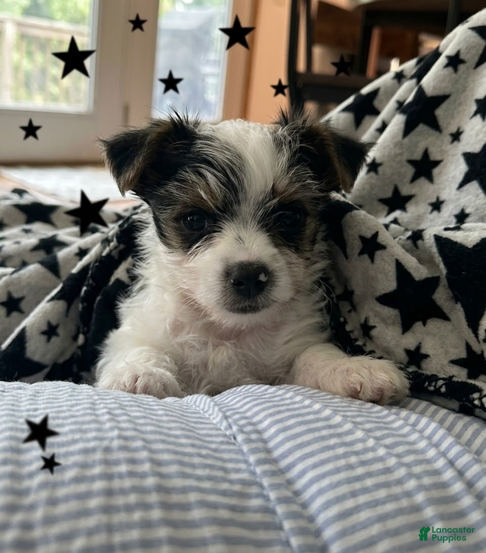 Yorkshire Terrier dogs for sale: AKC Peppy - Ad 1