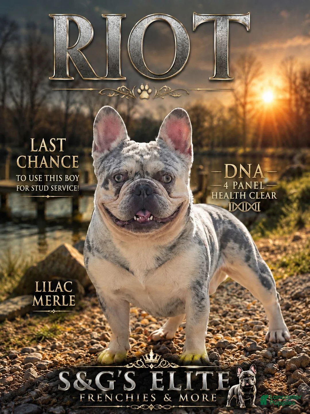 French Bulldog dogs for stud: S&G's Riot - Ad 1