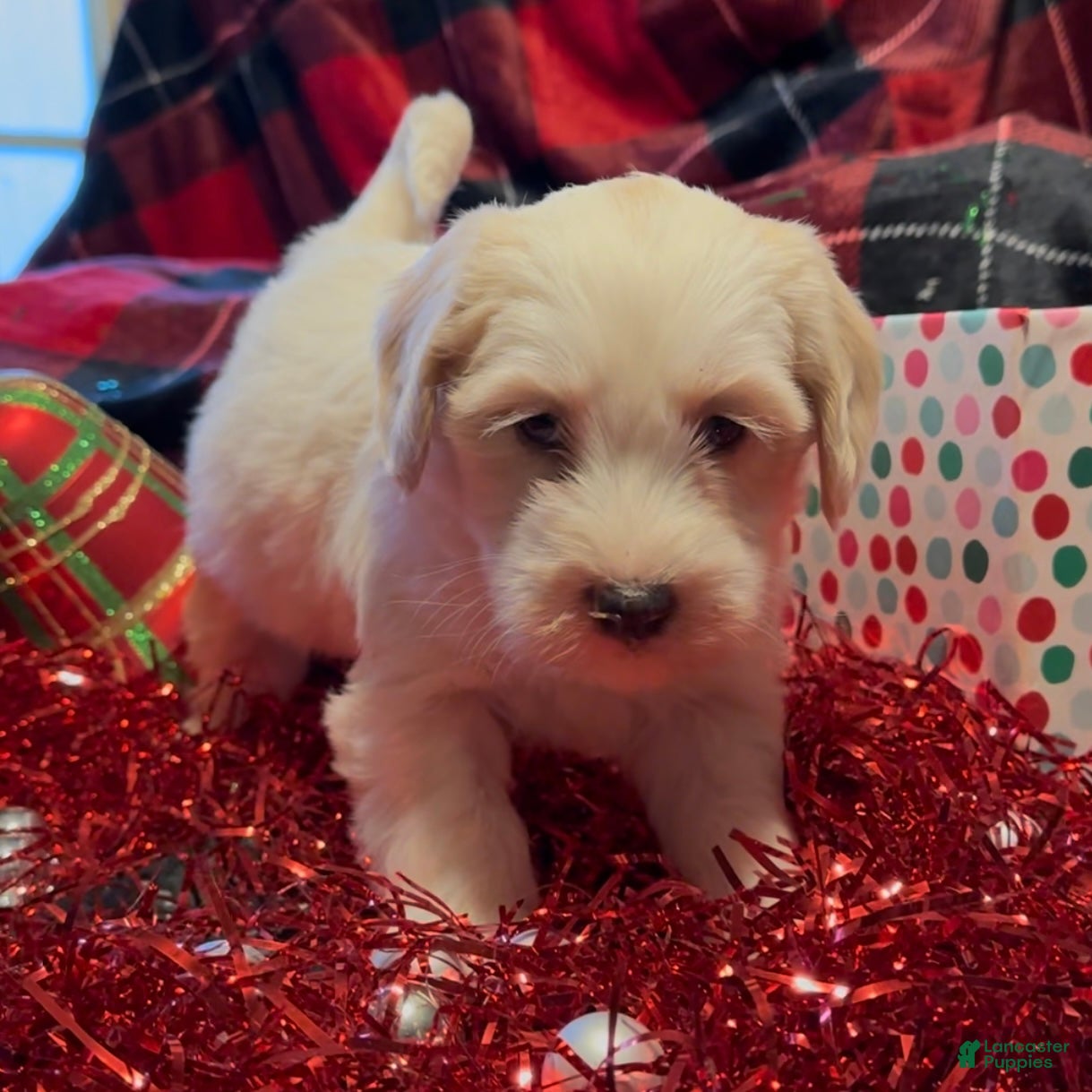 Mini Goldendoodle dogs Snowball  - Ad 12