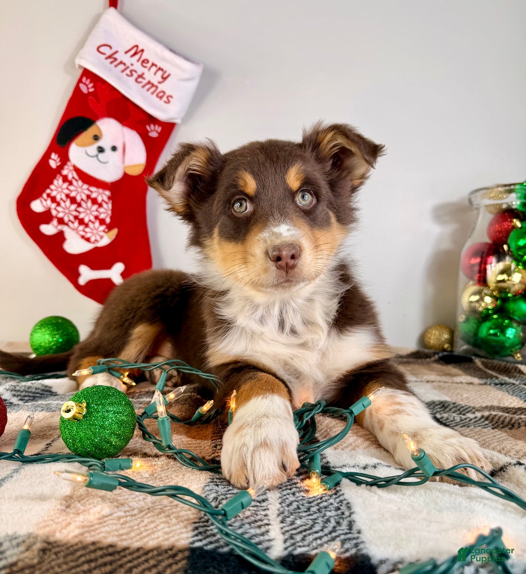 Australian Shepherd dogs for sale: Astro - Ad 4