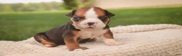 English Bulldog dogs for sale: Rita English Bulldog  - Ad 4