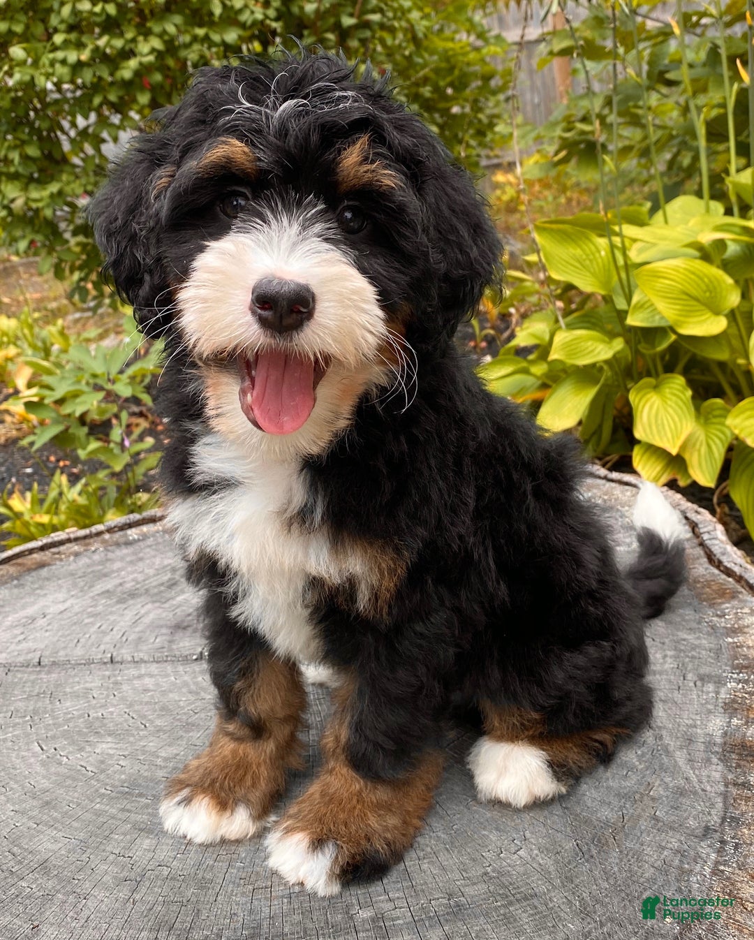 Hypoallergenic Dogs Small Dog Adoption Centers Near Me Small Dog