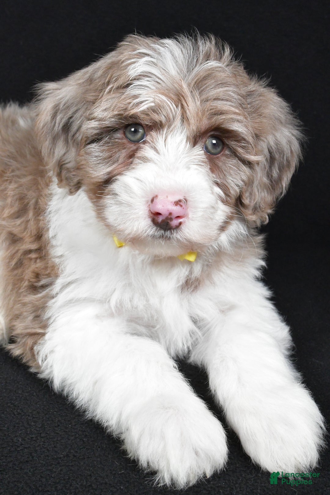 Sheepadoodle dogs for sale: Champion - Ad 5