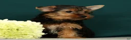 Yorkshire Terrier dogs for sale: Peppa - Ad 5