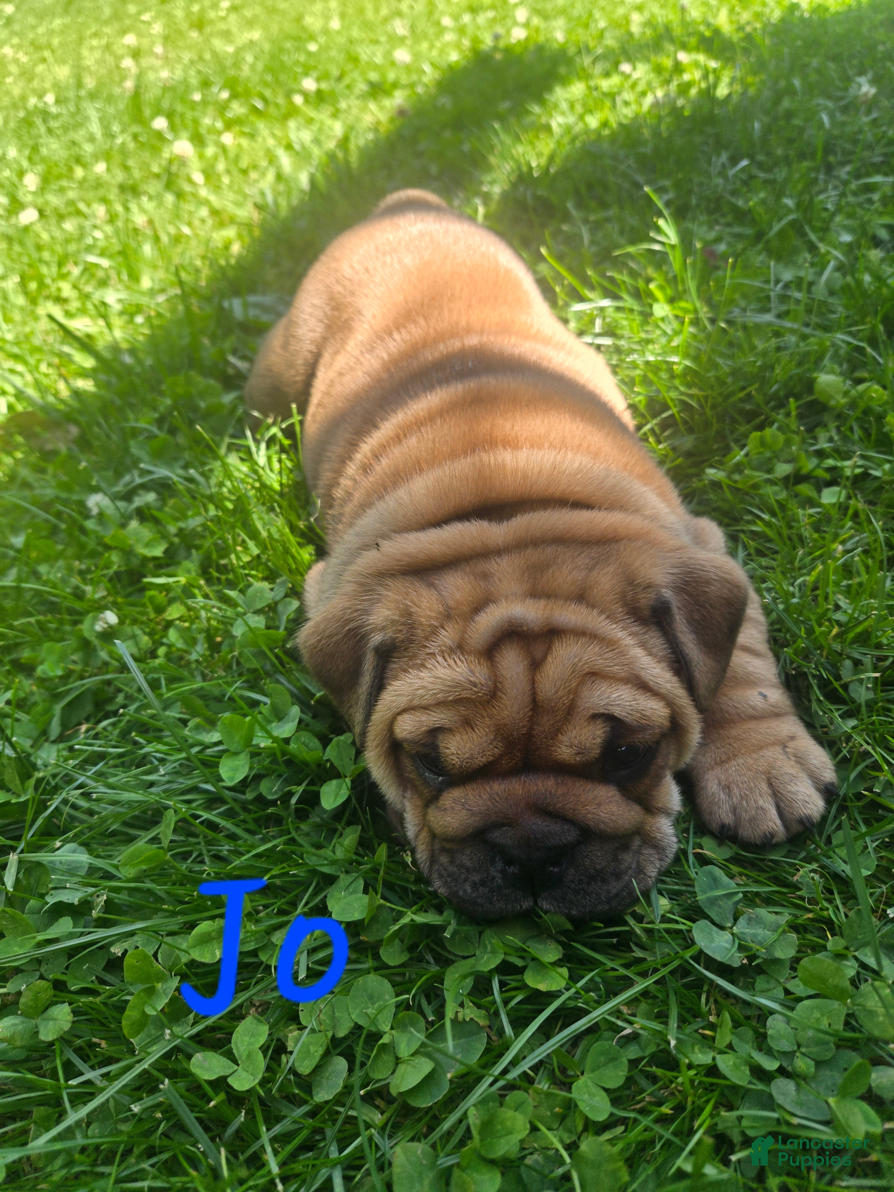 English Bulldog dogs Jo - Ad 1