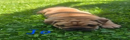 English Bulldog dogs for sale: Jo - Ad 1