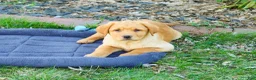 Labrador Retriever dogs for sale: Eddie - Ad 1