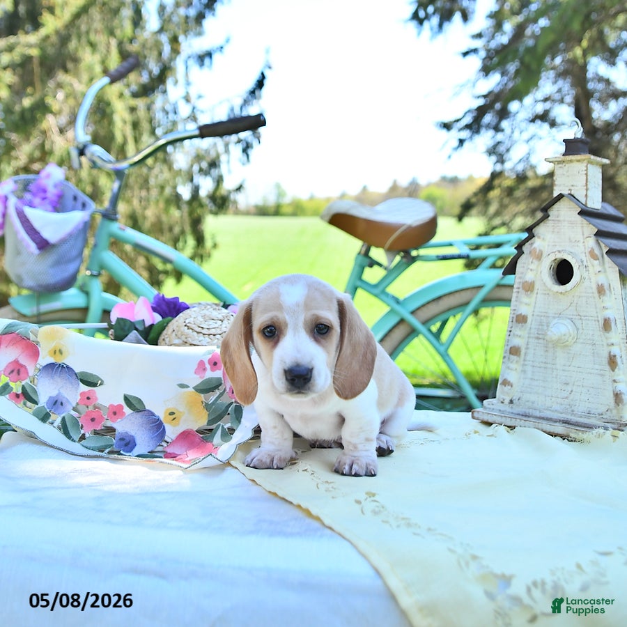 Miniature Dachshund dogs Graham - Ad 1