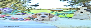 Graham