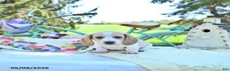 Miniature Dachshund dogs for sale: Graham - Ad 1
