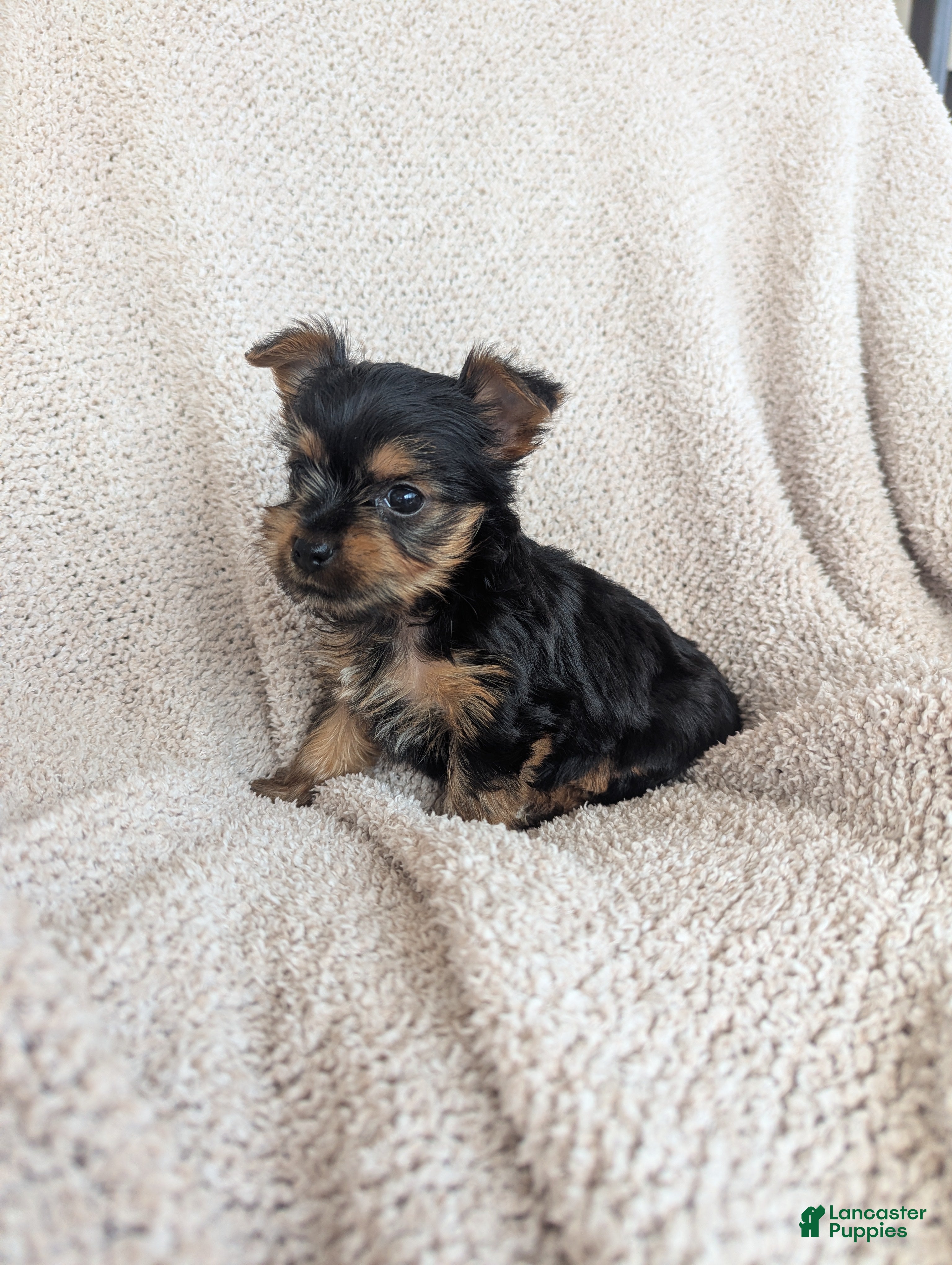 Yorkshire Terrier dogs Eleanor  - Ad 1
