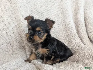 Yorkshire Terrier dogs Eleanor - Ad 1