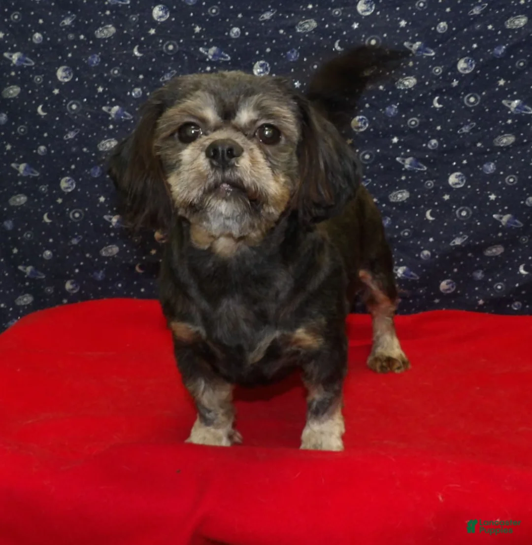 Teddy Bear dogs for sale: Cherry - Ad 2