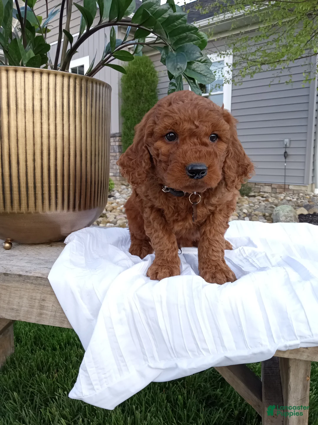 Mini Goldendoodle dogs for sale: Carter F1b - Ad 6