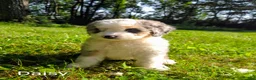 Mini Bernedoodle dogs for sale: Daisy - Ad 7