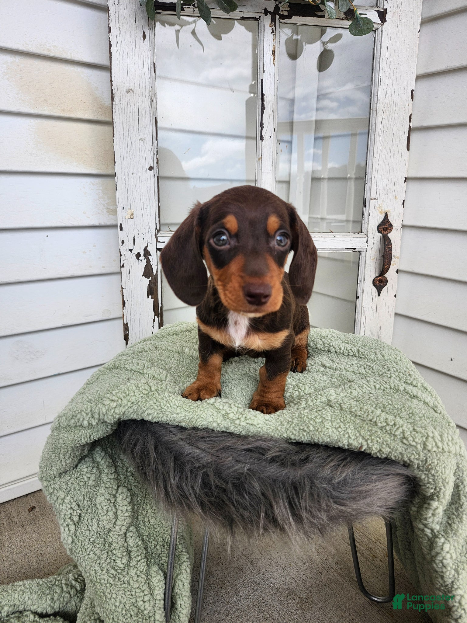 Miniature Dachshund dogs Marley  - Ad 2