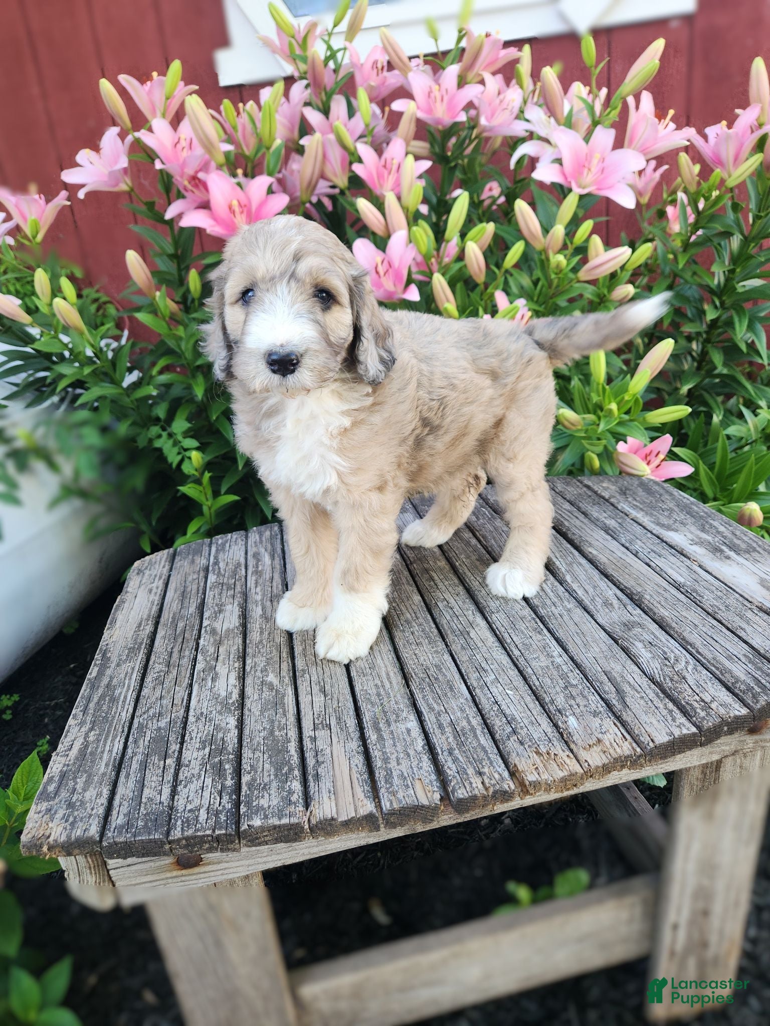 Bernedoodle dogs Chrissy - Ad 2