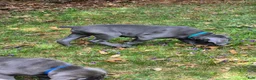 Cane Corso dogs for sale: Cane Corso Puppy 2 rebel  - Ad 2