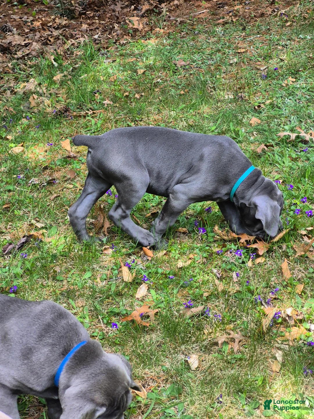 Cane Corso dogs for sale: Cane Corso Puppy 2 rebel  - Ad 2
