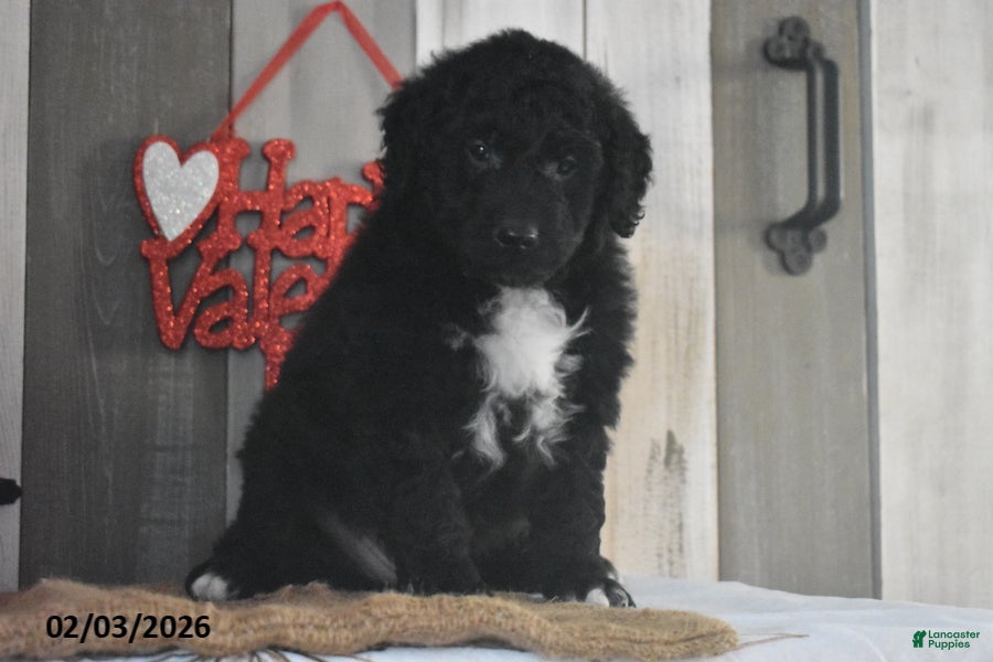 Goldendoodle dogs Jase - Ad 2