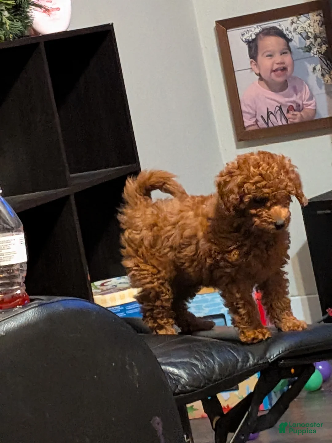 Mini Goldendoodle dogs for sale: Mini Goldendoodle 1 - Ad 1